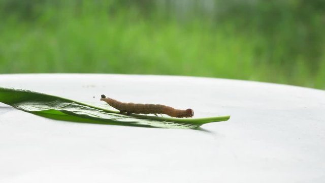 The caterpillar is defecate on leaves on metal background.
