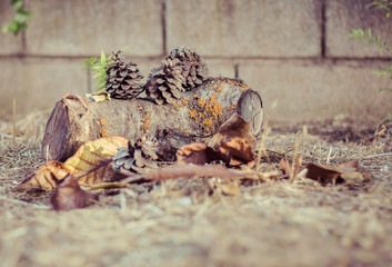 autumn card with pineapples leaves and branches