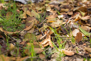 autumn leaves on the ground detail