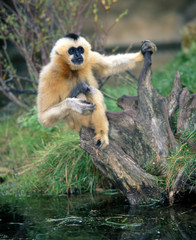 Obraz premium Gibbon