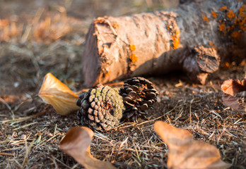 leaves pineapples and trunk on the floor in autumn