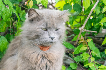 A gray cat on the street sits on the roof.