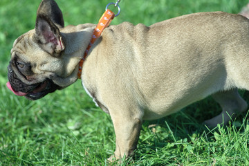 French Bulldog shorthaired breed of mastiff type dogs Close-up