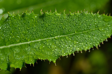 Dew on green leaf. Selective focus with shallow depth of field.