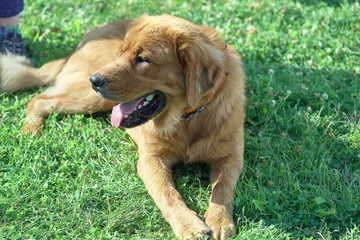 Hunting dog helps with catching prey close-up