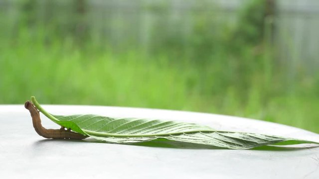 The caterpillar is walking on leaves on metal background.