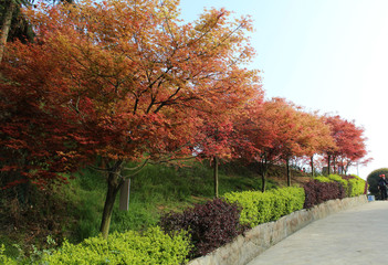 A brilliant red maple forest
