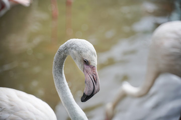 Fototapeta premium flock of flamingo in the zoo park