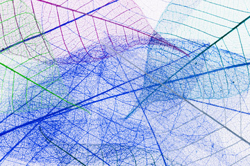 fond de nervures de feuilles 