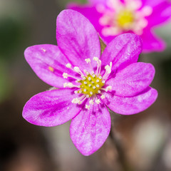 Fototapeta premium Hepatica Noblis Pink