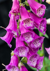 Foxglove Tower