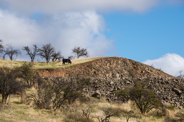 A cow in a hill