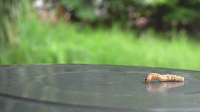 The caterpillar is walking on metal background.
