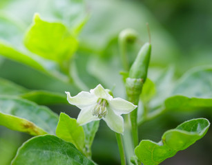 Close-up macro image of a white chili flower blossoming amongst lush green chili.