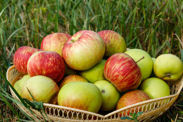 Fresh ripe apples in basket on the green grass