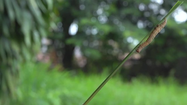 The caterpillar on a leaf on a nature background.
