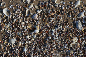 Shells on the sand.