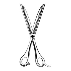 Barber hair scissor utensil vector illustration graphic design