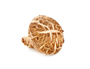 Shiitake mushroom isolated on white background.