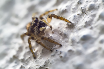 Spider close up in spring time