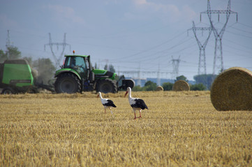 Storks on field in harvesting