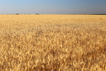 Field of ripe wheat and blue sky. It's time to harvest the bread.