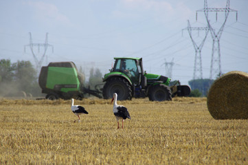 Fototapeta na wymiar Storks on field in harvesting