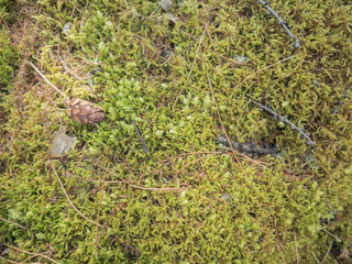 Close up of Cyan lichen and other lichens and moss.