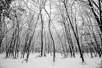 wood and trees forest during a big snownig. snow everywhere for black and white cold image concept