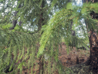 Fototapeta premium cedar tree, cedar tree, Chamaecyparis, common names cypress or false cypress is a genus of conifers in the cypress family Cupressaceae, The name is derived from the Greek khamai, meaning ground,
