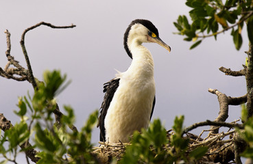 Heron is sitting in its nest