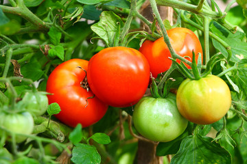 ripening tomatoes on a branch