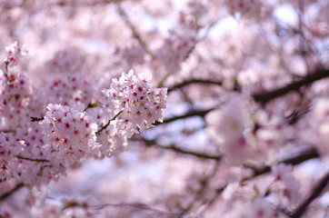 Fototapeta premium 桜（Cherry Blossoms）