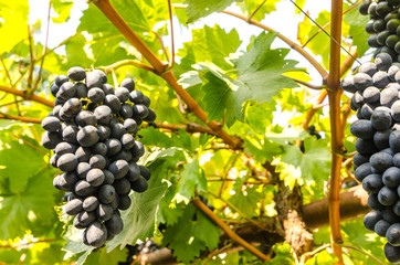 Wine grapes in our garden