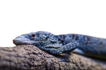 Iguana in Jihlava zoo, Czech republic