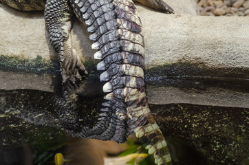 Crocodile in Jihlava zoo, Czech republic