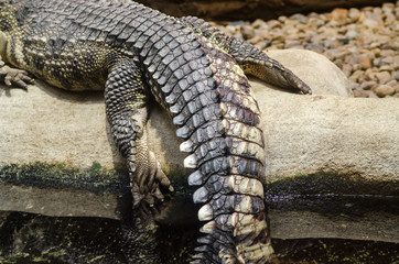 Crocodile in Jihlava zoo, Czech republic