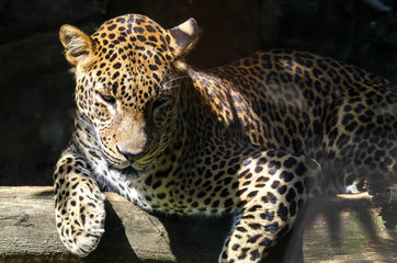 Fototapeta na wymiar Leopard in Jihlava zoo, Czech republic
