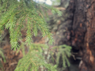 cedar tree, cedar tree, Chamaecyparis, common names cypress or false cypress is a genus of conifers in the cypress family Cupressaceae, The name is derived from the Greek khamai, meaning ground,