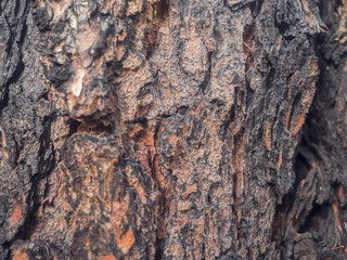 Close up texture of Cedar tree bark