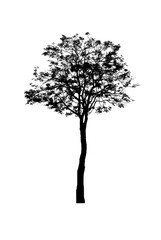 silhouette tree on white background