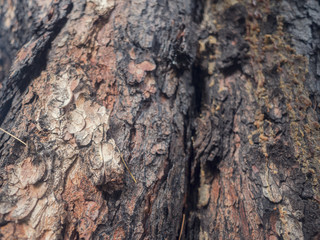 Close up texture of Cedar tree bark