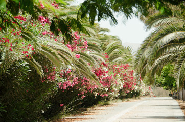 alley with blooming flowers and palm trees