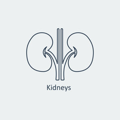 Kidneys Line Icon. Vector illustration