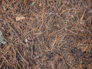 Earth ground covered with compost mulch fragment as a texture background