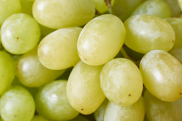 ripe grapes harvest the grapes of the vineyards of the winery grapes red green natural