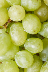 ripe grapes harvest the grapes of the vineyards of the winery grapes red green natural