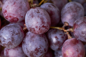 ripe grapes harvest the grapes of the vineyards of the winery grapes red green natural