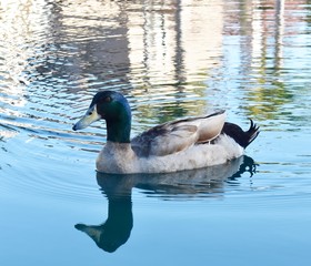gorgeous scenery of a lake, birds, duck and other wild life