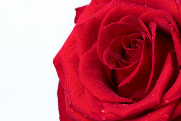 Red rose close-up of water drops on a white background